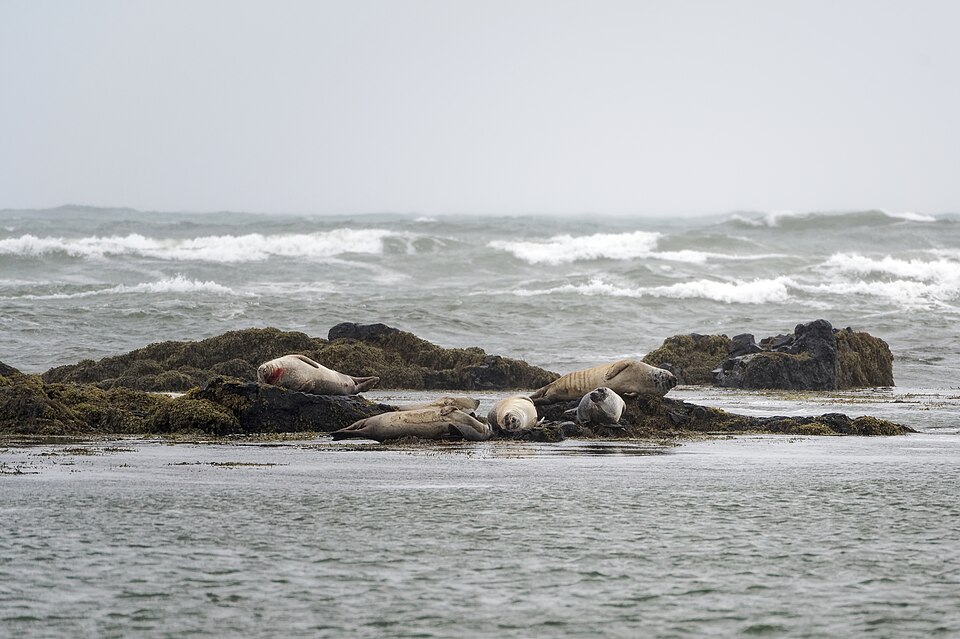 Ytri Tunga seals